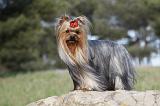 YORKSHIRE TERRIER 380